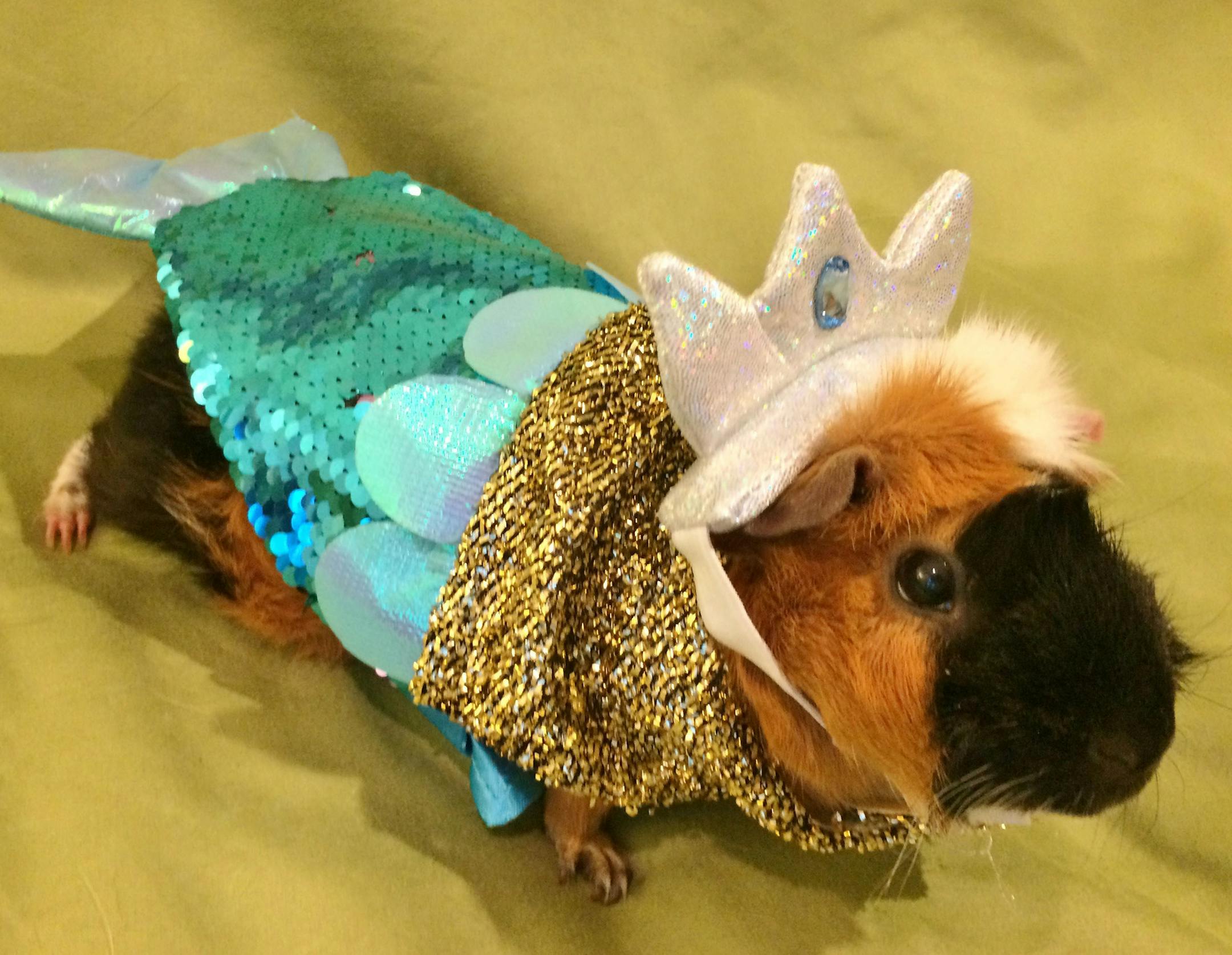 Anything goes:
Third place
Pet: Munchkin
Owner: Patti Anderson, of Plymouth
Comment: Anderson owns five guinea pigs, but Munchkin, a registered therapy guinea pig, is the only one who will consent to wearing a mermaid costume. 2019 Halloween Pet Costume Contest