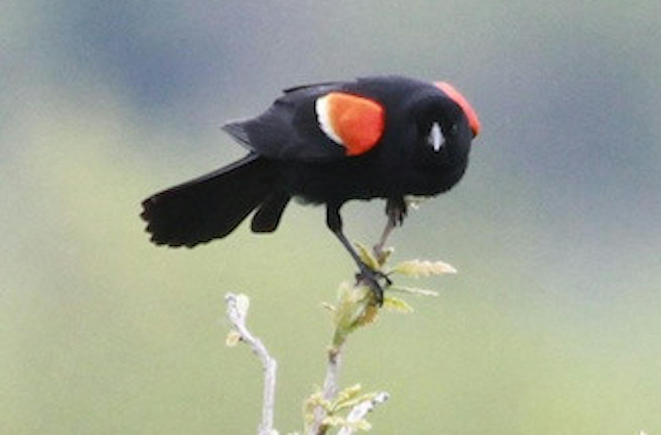 A male red-wing in full aggression display: head lowered, feathers puffed out and red epaulets raised. credit: Don Severson