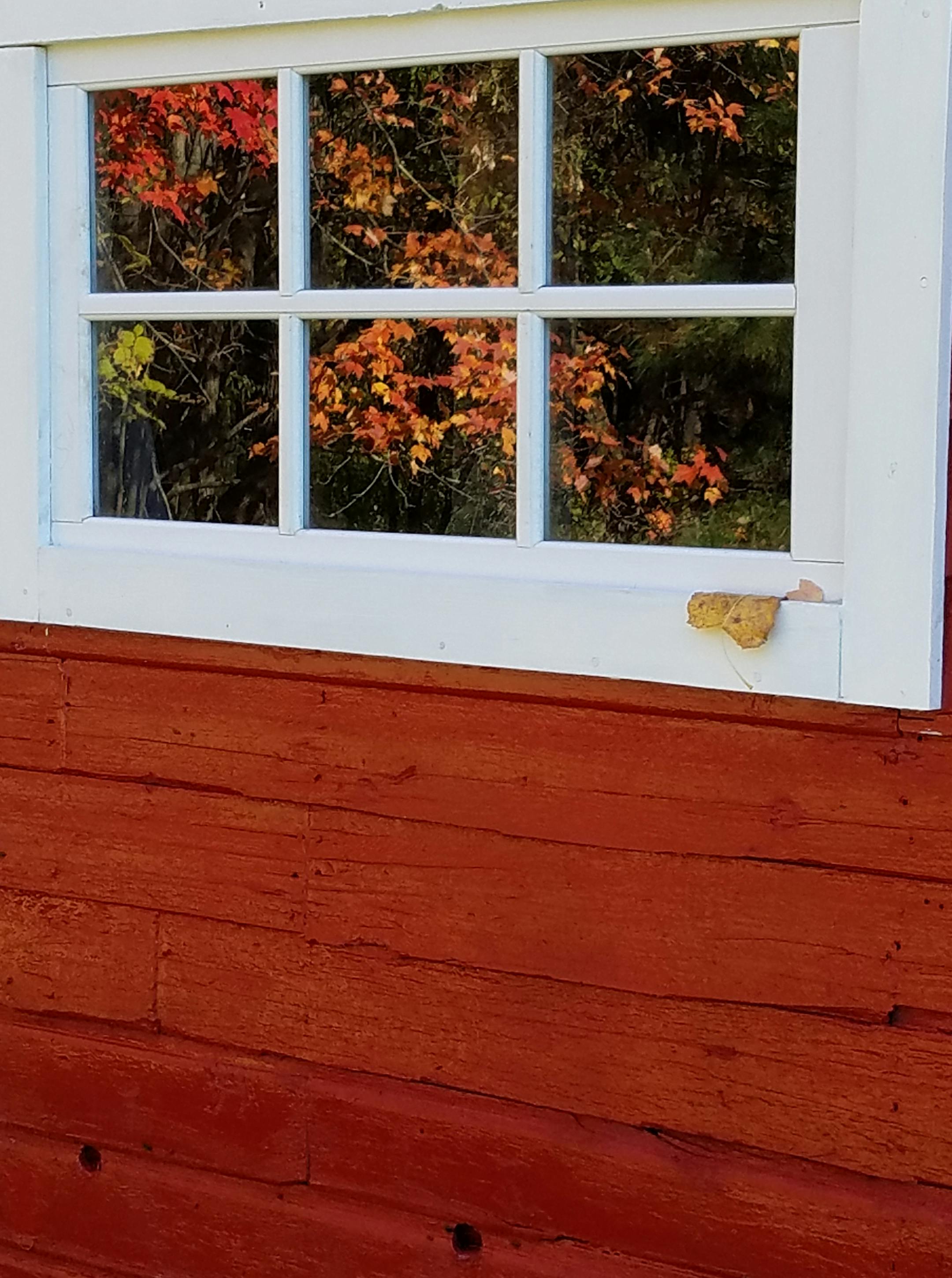 A reflection of Fall in our barn window. Merryl Schurke, Andover