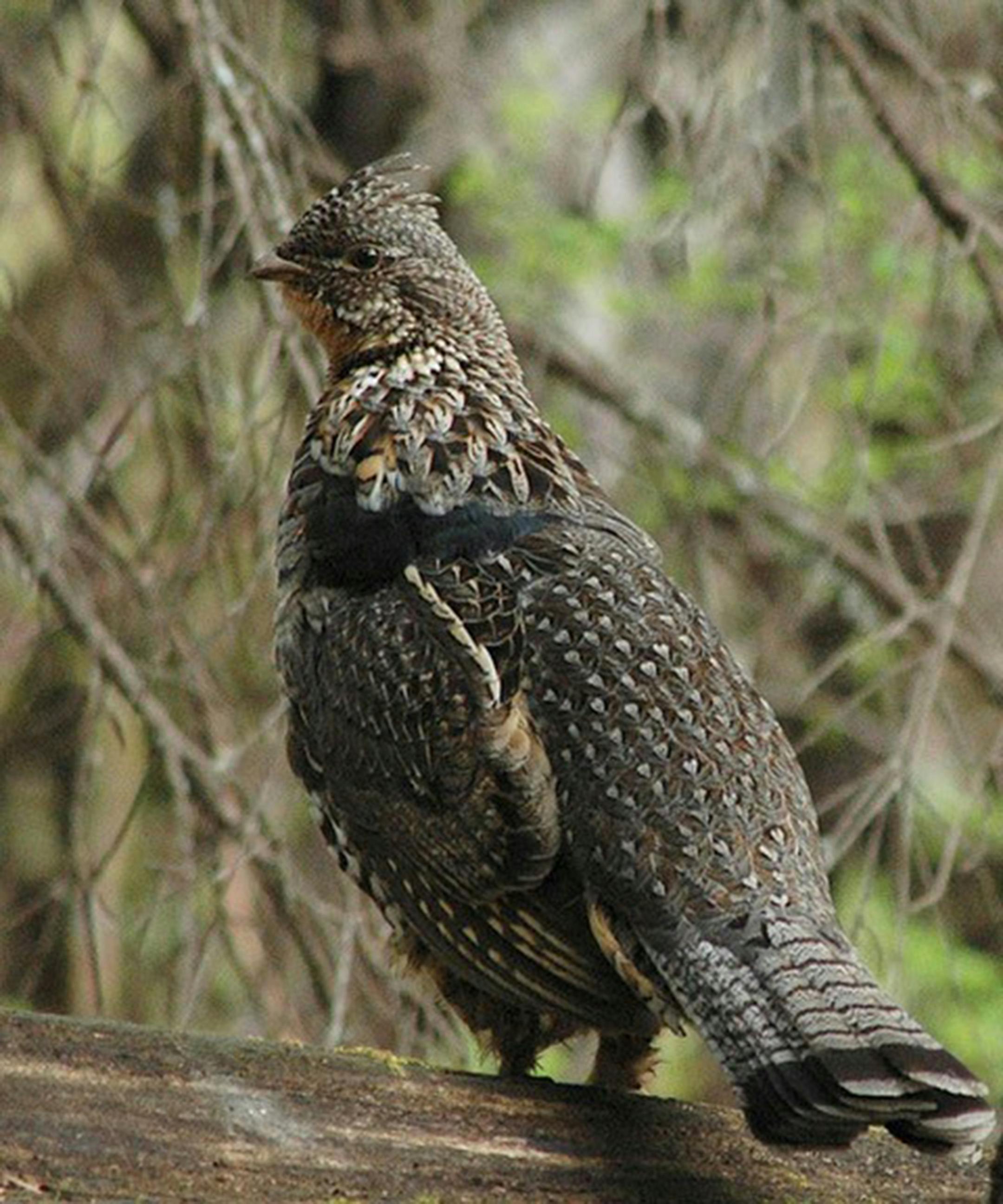 Ruffed grouse. Photo by Jim Williams