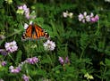 A monarch butterfly rests on vegetation at Indian Mounds Park in St. Paul.