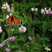 A monarch butterfly rests on vegetation at Indian Mounds Park in St. Paul.