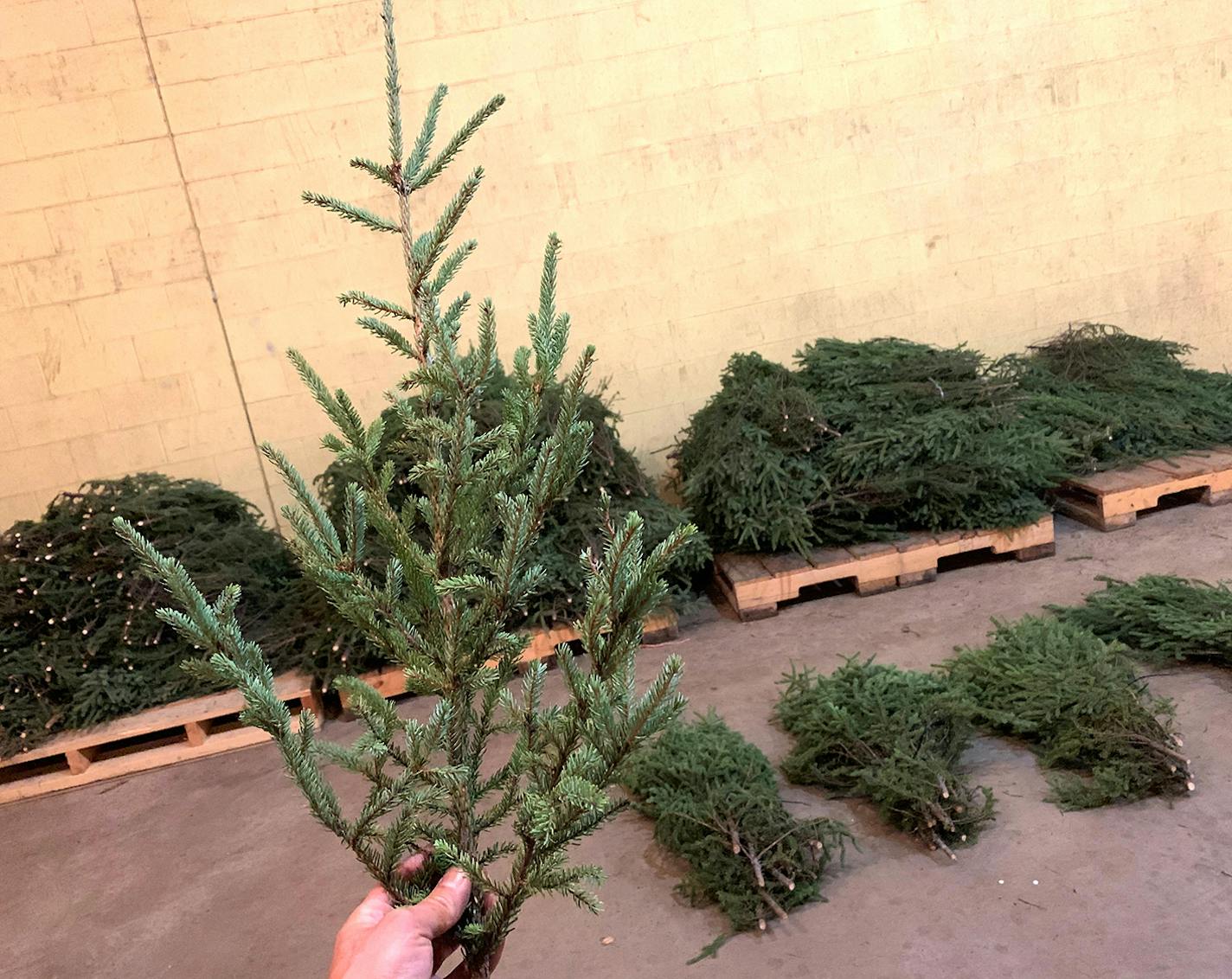 Photo Provided by DNR Enforcement. Conservation Officer Shane Zavodnik of Cook holds one of the 1,300 spruce tree tops the agency recently seized from alleged thieves who entered a public forest without a harvest permit to cut and sell the pine on the black market. The pirating of the tree tops is a perennial problem made worse this year by strong demand for holiday season decorative material.