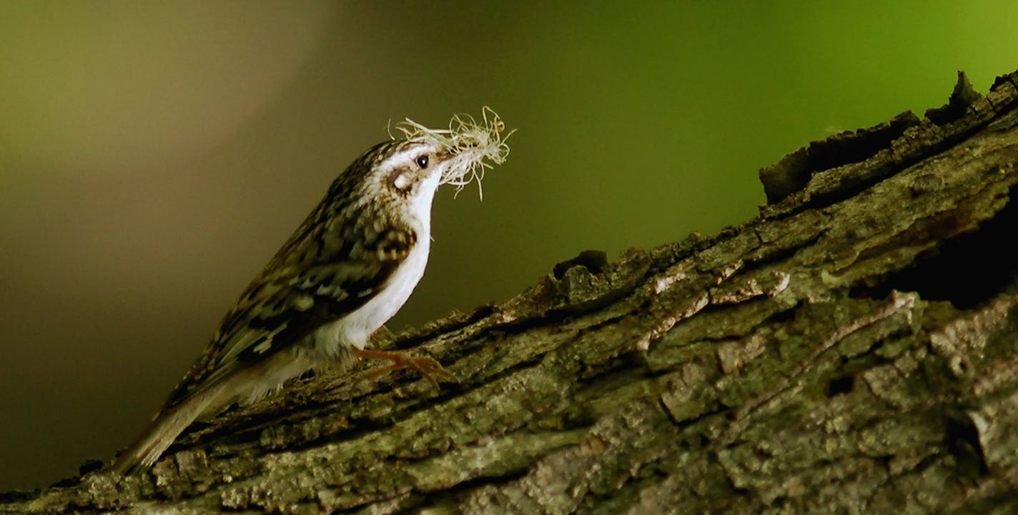 A brown creeper adds some material to the nest it&#xed;s building under tree bark. credit: Jim Williams, special to the Star Tribune