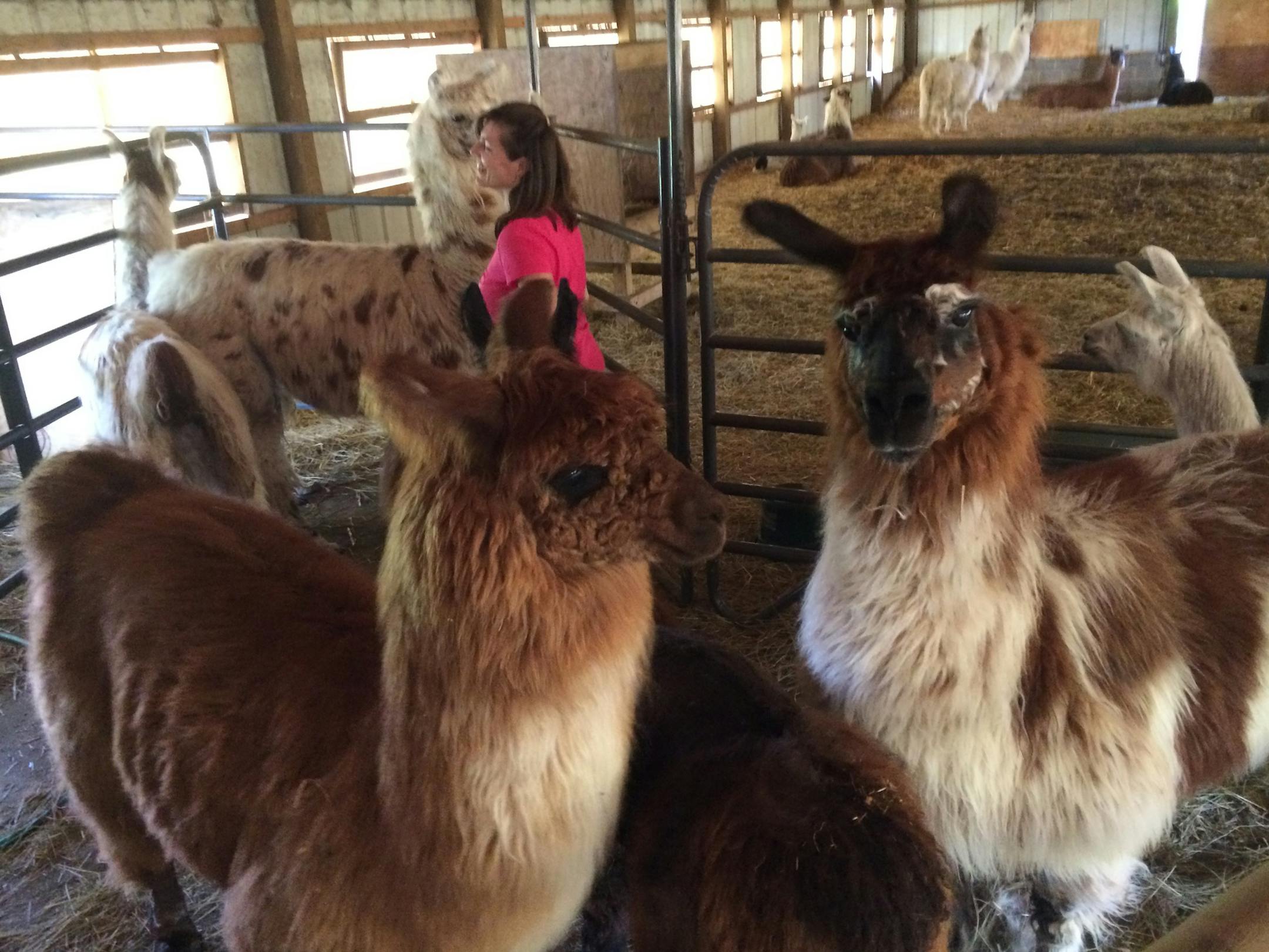 Sue Morgan, owner of Gemini Mini Llamas, laughs as she inspects a group of the llamas waiting to be sheared at her farm several miles south of downtown Hastings.