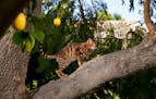 One of Judy Sudgen's toygers climbs a tree at her home in Los Angeles, April 23, 2020. In the 1980s, Sudgen envisioned a domestic cat with a glistenin