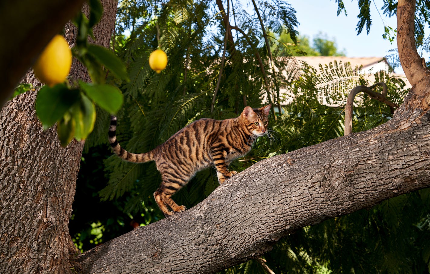 One of Judy Sudgen's toygers climbs a tree at her home in Los Angeles, April 23, 2020. In the 1980s, Sudgen envisioned a domestic cat with a glistening orange and black striped coat, reminiscent of a tiger.(Michelle Groskopf/The New York Times) ORG XMIT: XNYT137