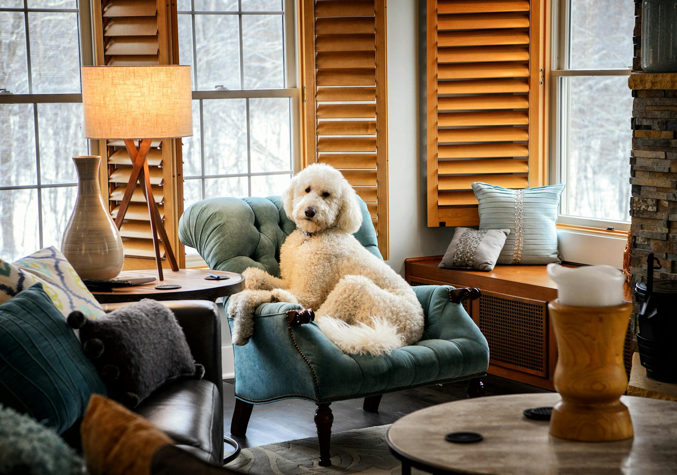 Billie, the Nelson's Goldendoodle. ] GLEN STUBBE * gstubbe@startribune.com Friday, March 4, 2016 Homeowners Joan and Reed Neslon showed off their remodeled Bloomington home.