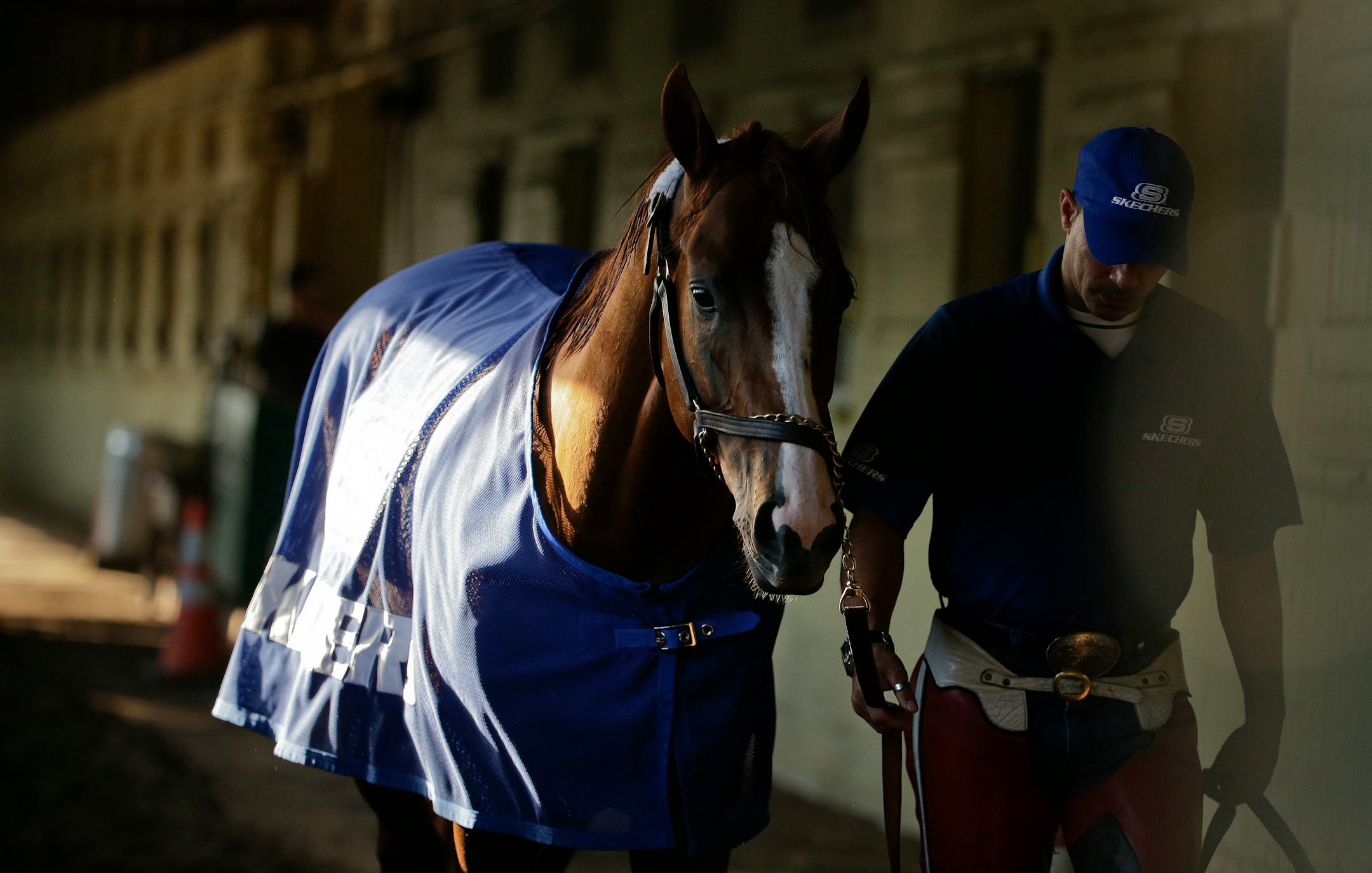 Exercise rider Willie Delgado hot walks California Chrome after a workout at Belmont Park, Tuesday, June 3, 2014, in Elmont, N.Y. The Kentucky Derby and Preakness Stakes winner will attempt to become the first Triple Crown winner since Affirmed in 1978 when he races in the146th running of the Belmont Stakes on Saturday. (AP Photo/Julie Jacobson)