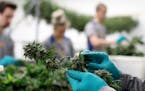 Green Thumb is buying Leafline, including its cannabis cultivation facility.