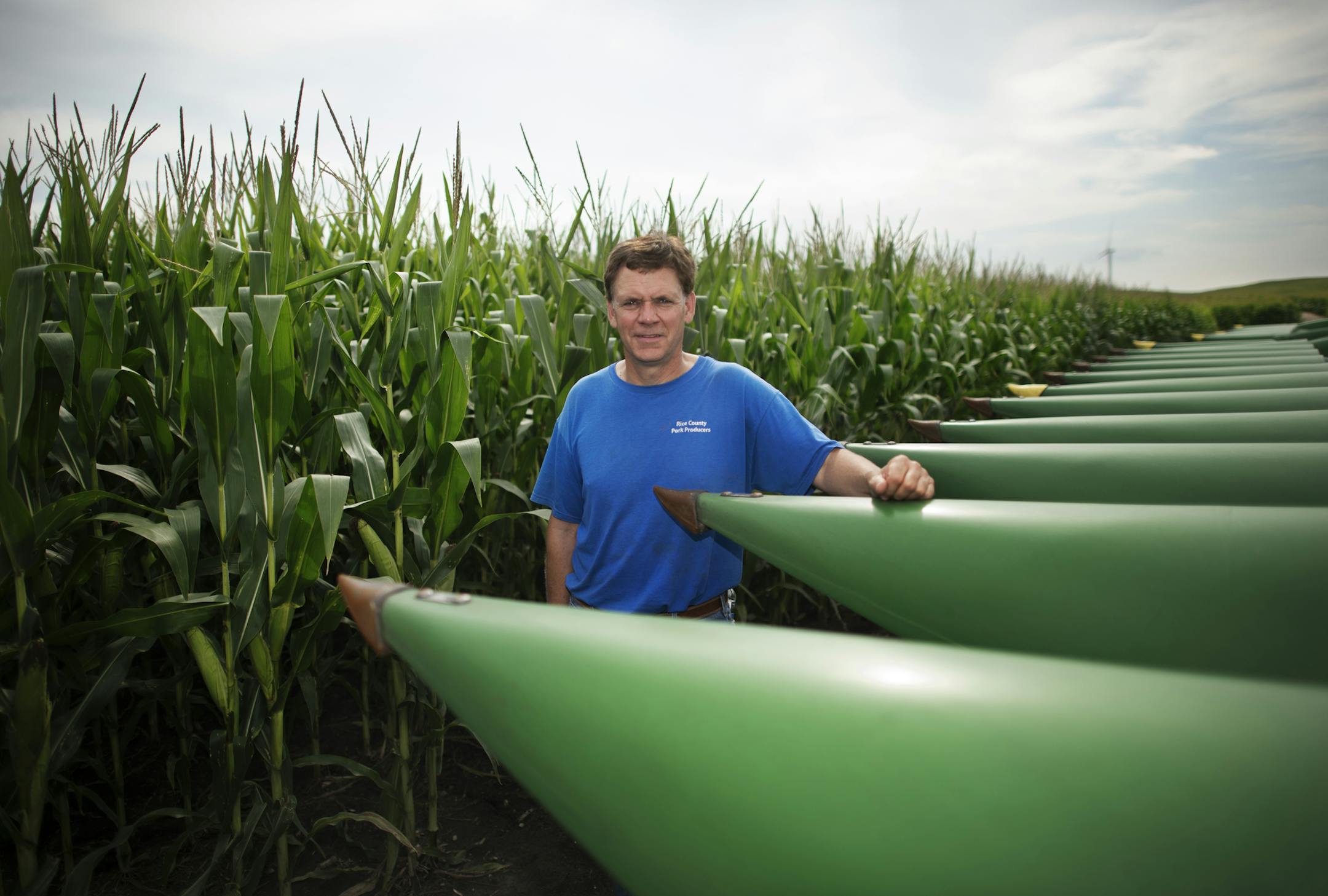 Dave Peterson, a farmer near Northfield, looks over this years corn. ] Dave Peterson is a corn farmer near Northfield. We're looking for display shots of healthy-looking corn for a Sunday business story about how record crops expected this year nationally are driving down corn prices to below break-even levels for Minnesota farmers. 821179 Corn_082414 20035905A (DAVID BREWSTER/STAR TRIBUNE)