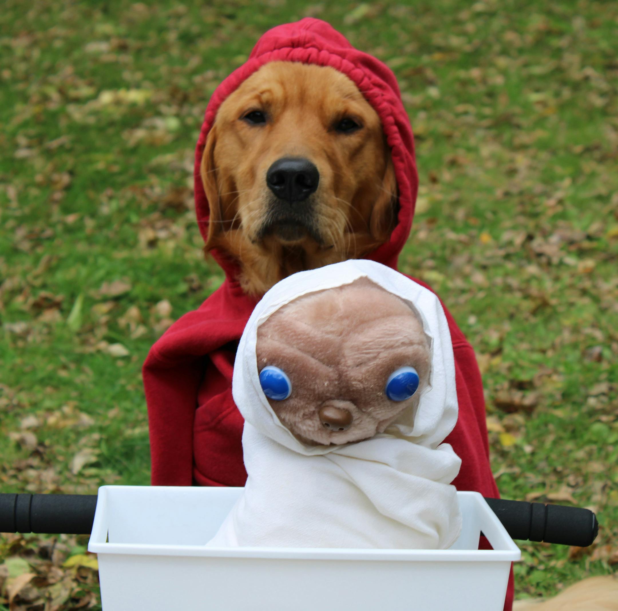 Pop culture:
Third place
Pet: Rookie
Owner: Colleen Miller, of St. Michael
Comment: Miller used an E.T. plush toy her husband had as a kid and an old sweatshirt her teenage son wore as a toddler to create an homage to the classic Steven Spielberg movie. “I know there was a reason I saved this little red sweatshirt all of these years!” Miller said. 2019 Halloween Pet Costume Contest