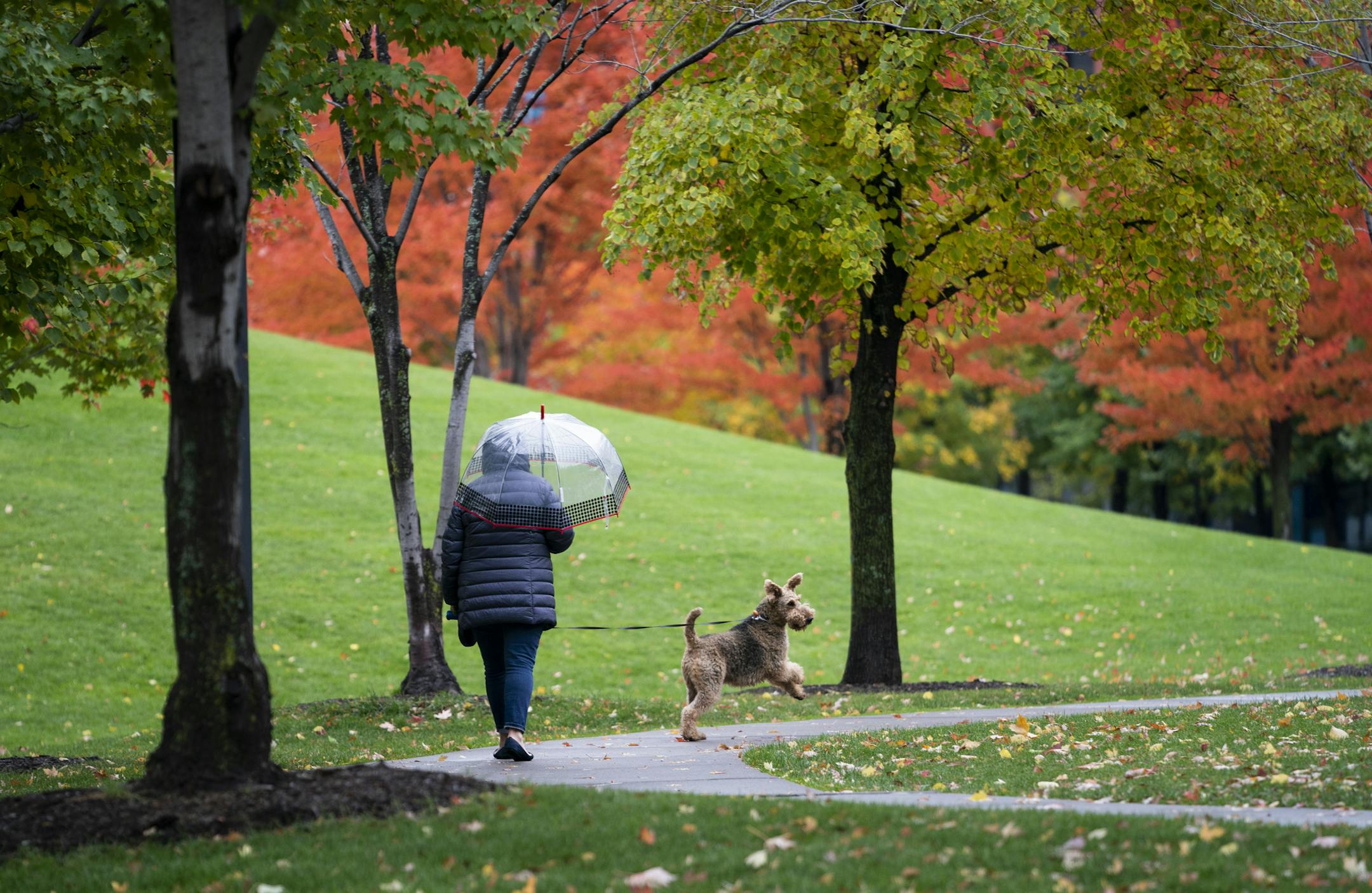 Cindy Berg used an umbrella as she walked her dog Crispin through Gold Medal Park on her lunch break on Tuesday, October 22, 2019 in Minneapolis, Minn. ] RENEE JONES SCHNEIDER &#x2022; renee.jones@startribune.com