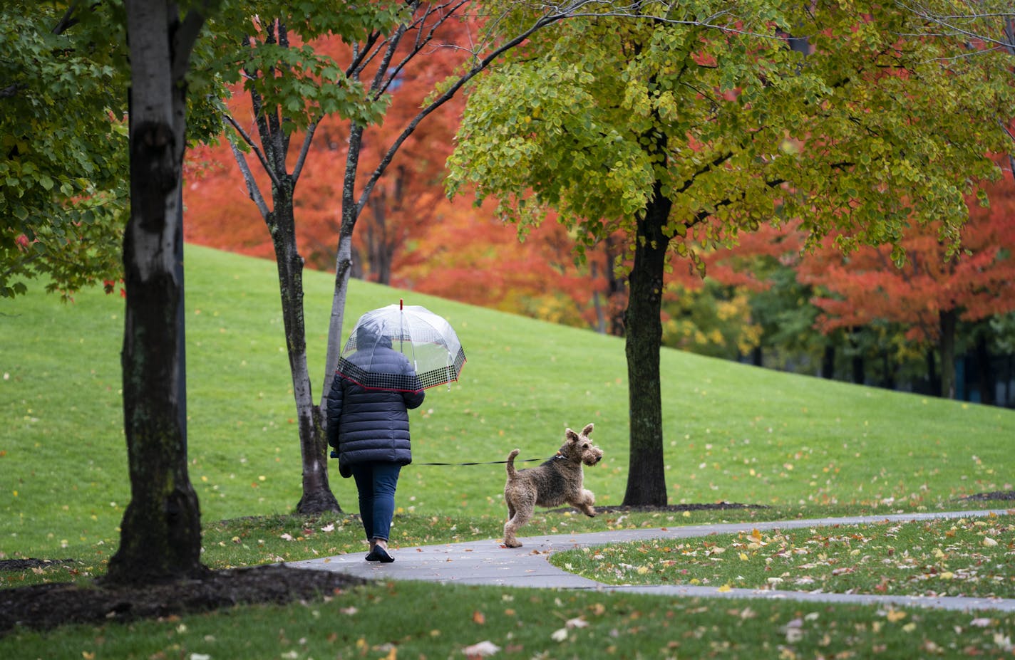 Cindy Berg used an umbrella as she walked her dog Crispin through Gold Medal Park on her lunch break on Tuesday, October 22, 2019 in Minneapolis, Minn. ] RENEE JONES SCHNEIDER &#x2022; renee.jones@startribune.com