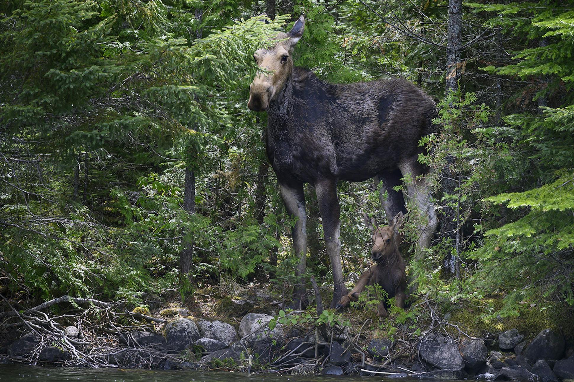 A cow moose and calf found cool on the U.S. shore of Watap Lake.