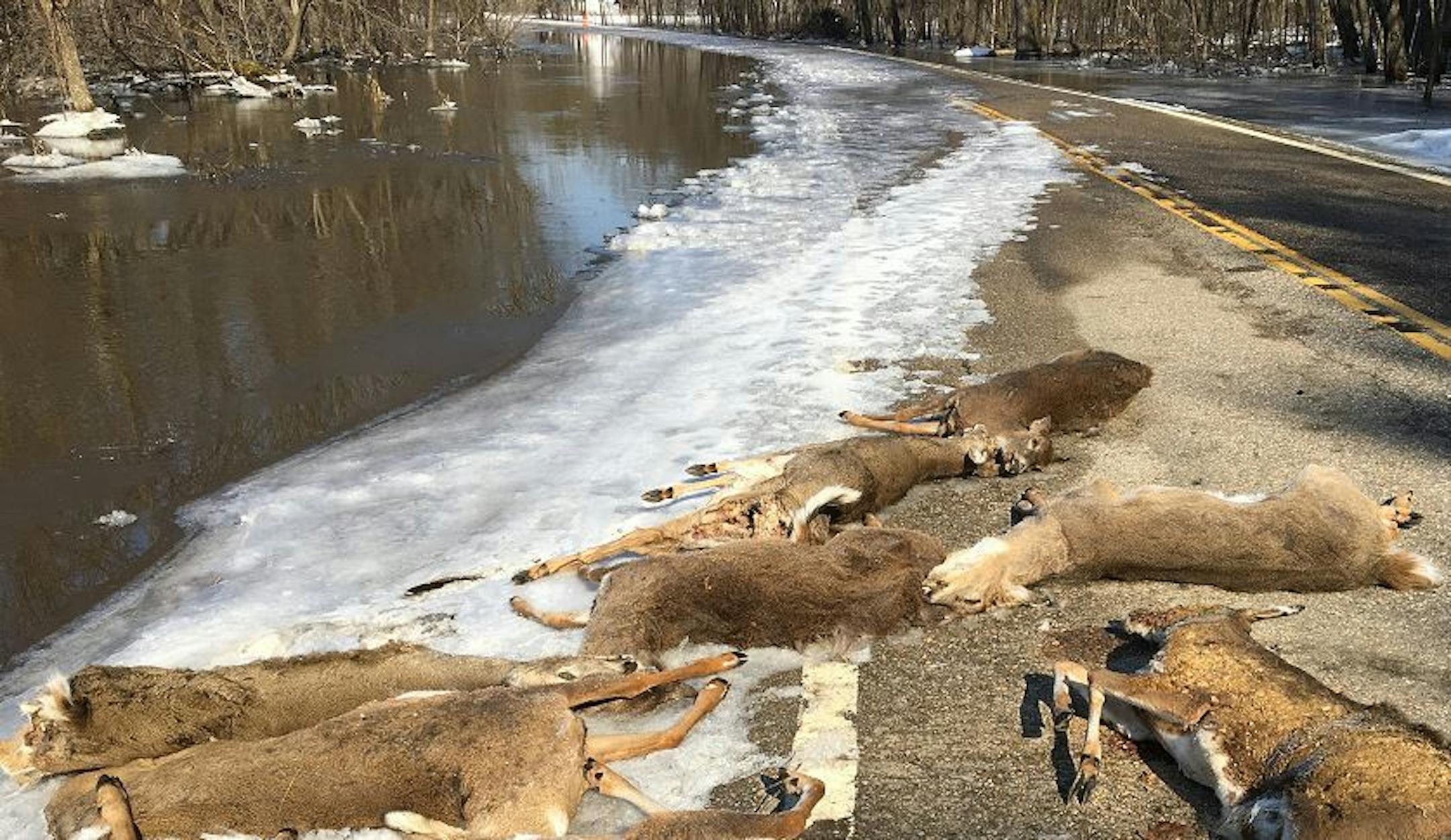 These deer carcasses were dumped near the Zumbro River in southeastern Minnesota.