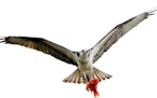 Goldfish and koi are a colorful meal for osprey.