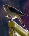 Fox Sports aired footage of the falcon devouring a moth while perched on the right field foul pole.