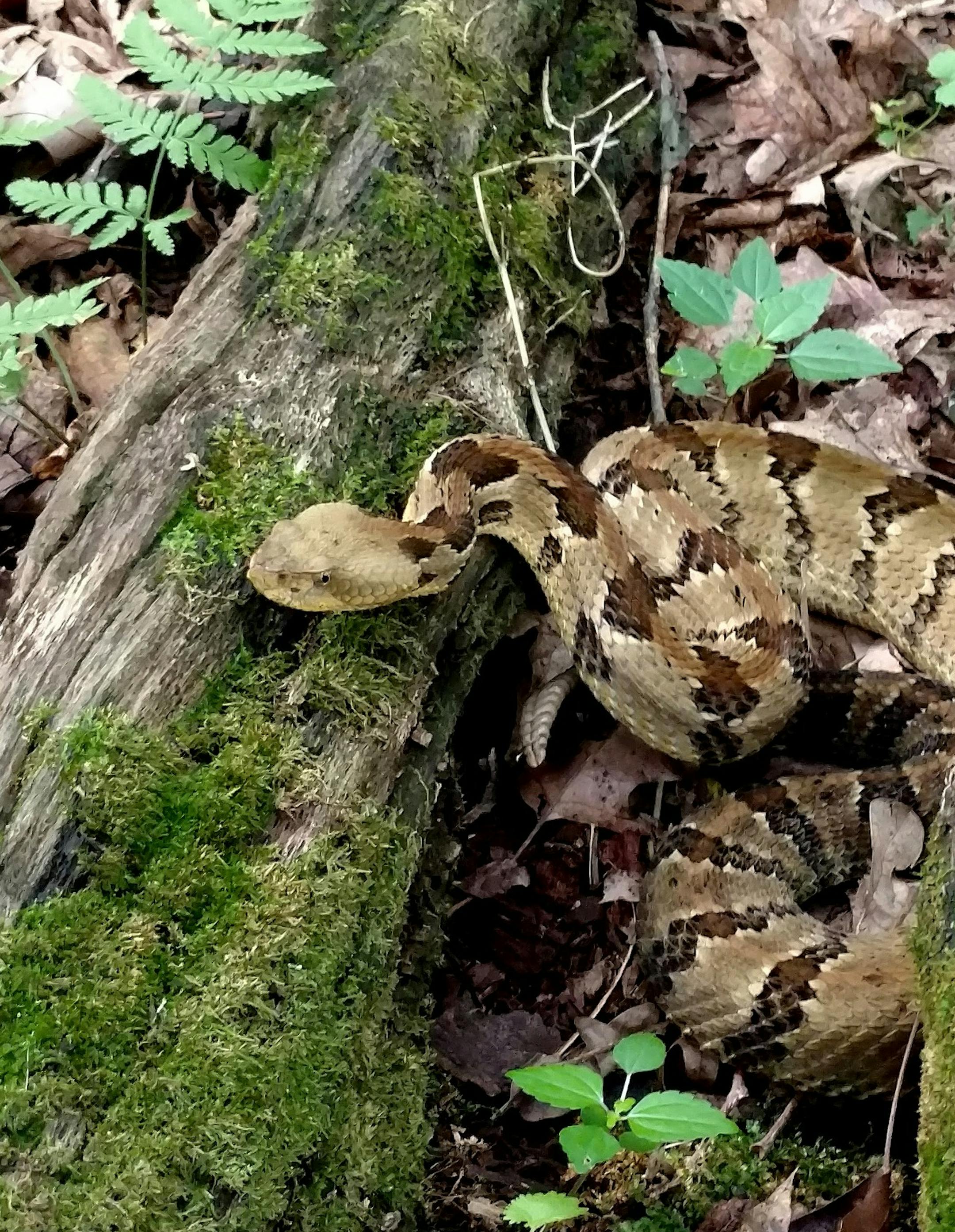 A timber rattlesnake photographed by Stephen Winter on Friday, Aug. 17, 2018 in Winona County, Minn. (Photo courtesy of Stephen Winter)