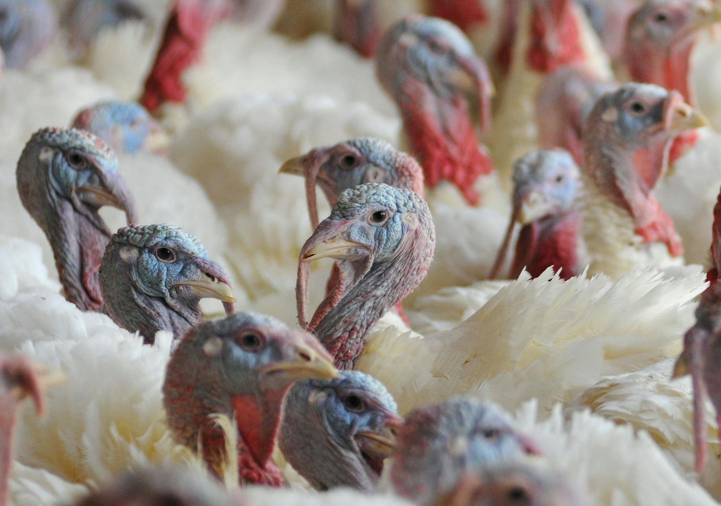 Turkeys on a Minnesota turkey farm.