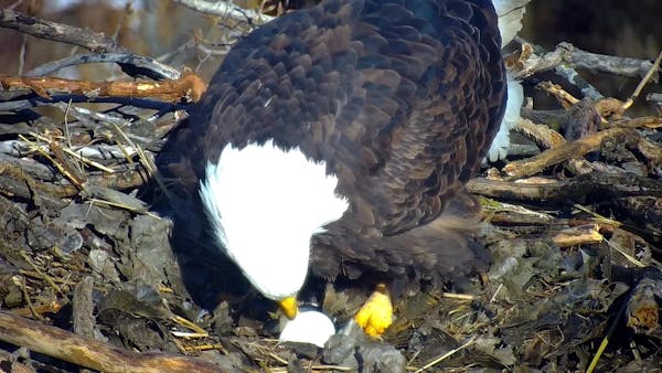 The first egg of 2023 was spotted Wednesday afternoon through the EagleCam.