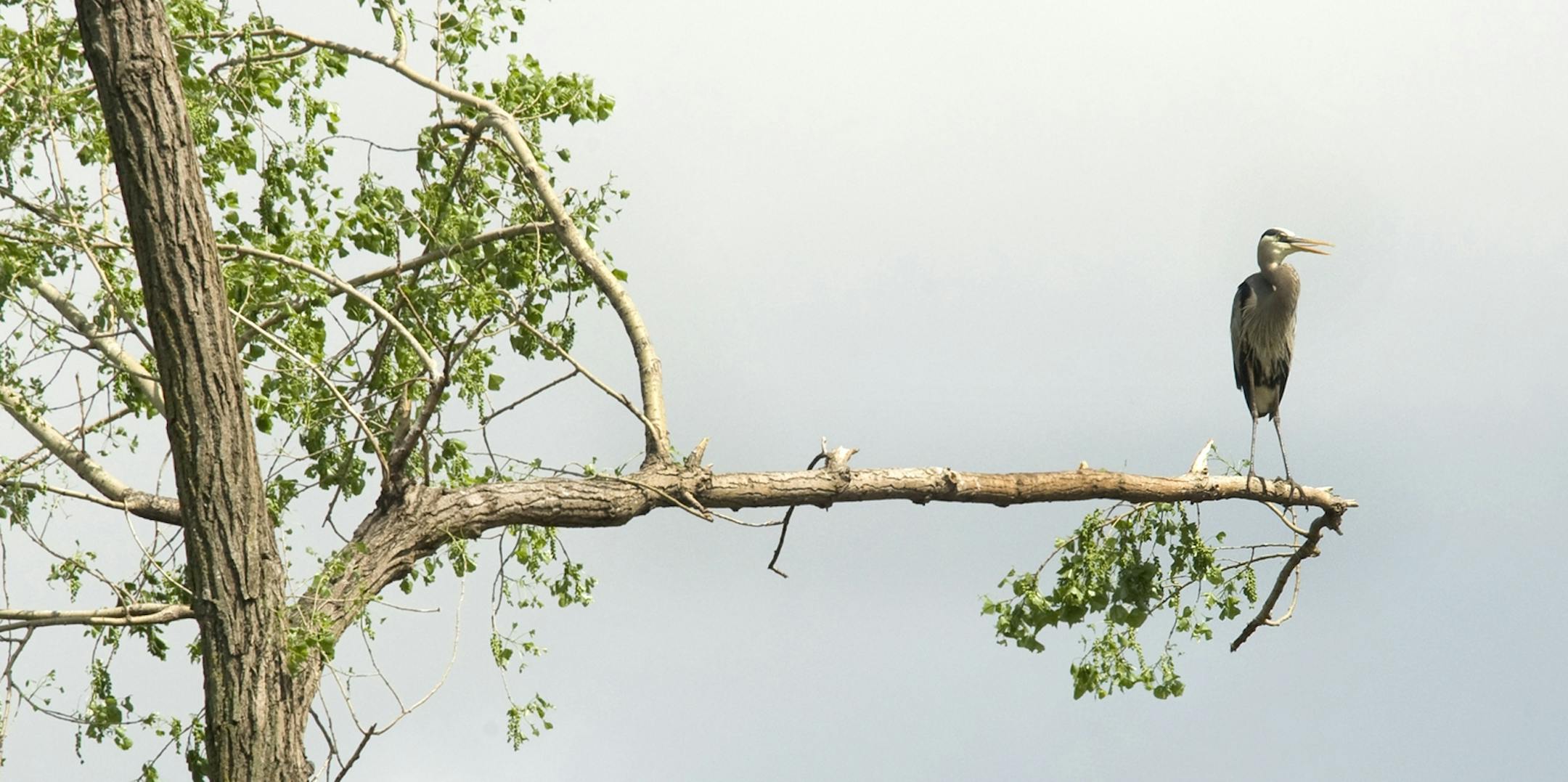 Great blue heron on a limb after tornado hit north Minneapolis, causing damage on the island where the colony was nesting.