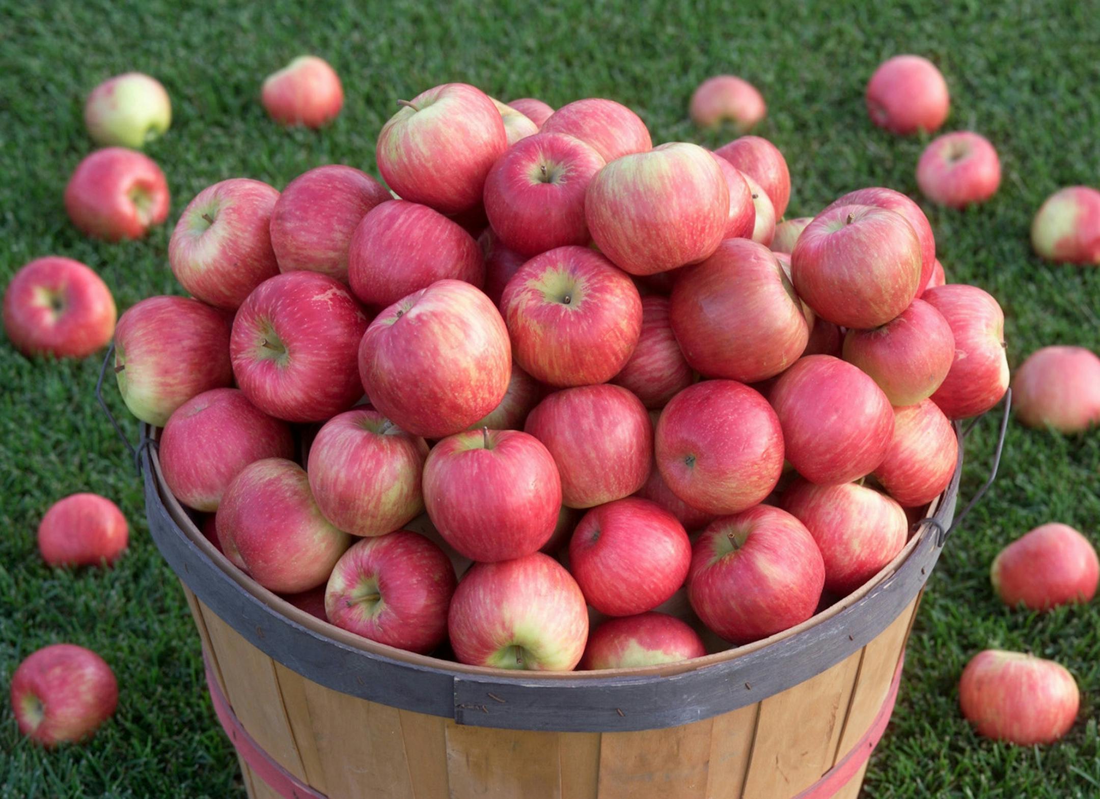 The Minnesota Landscape Arboretum has a bumper crop of apples.