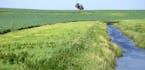 A grass buffer strip in Redwood County. A bill introduced in the Legislature would require buffer strips on most waterways. Photo courtsey Minnesota B