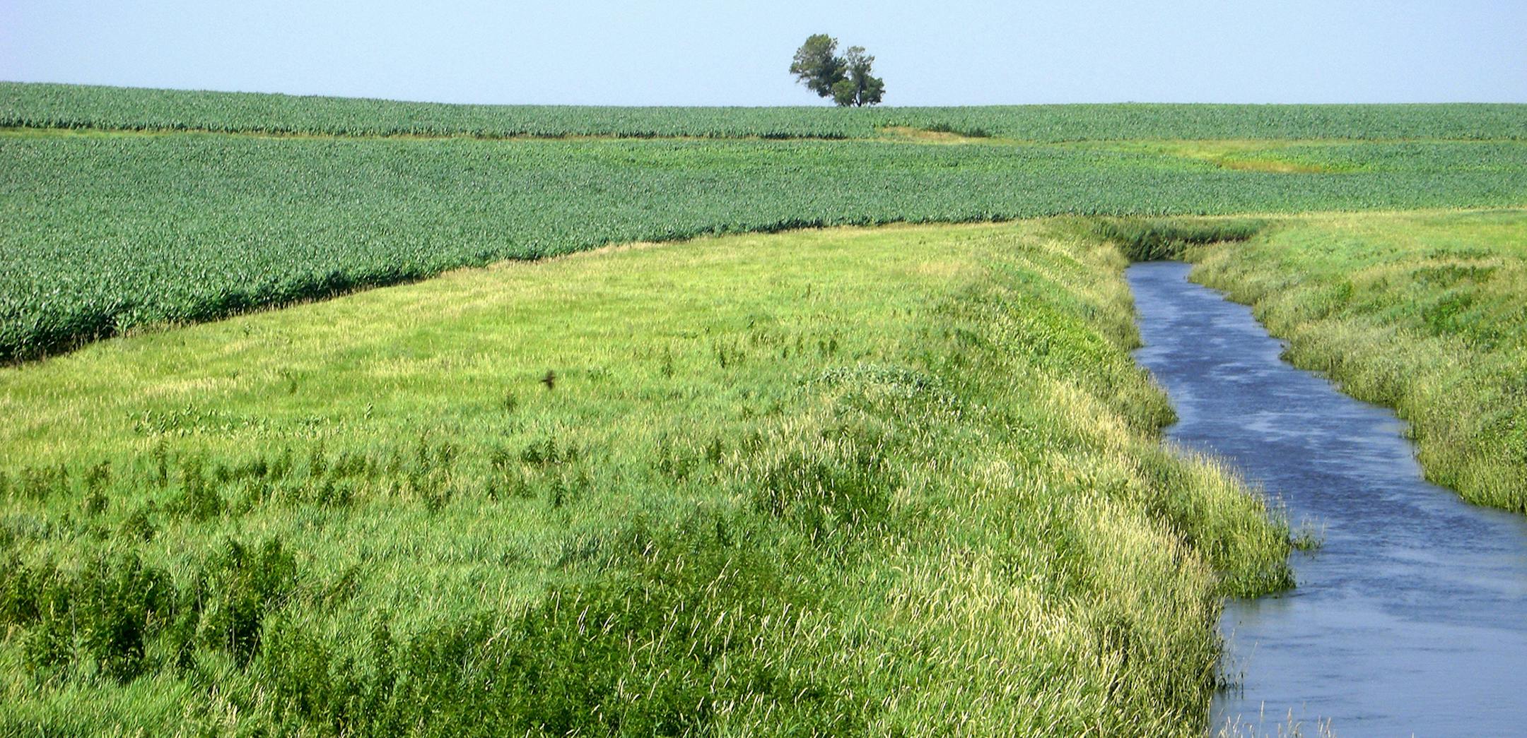 A grass buffer strip in Redwood County. A bill introduced in the Legislature would require buffer strips on most waterways. Photo courtsey Minnesota Board of Water and Soil Resources. ORG XMIT: MIN1503101329552021