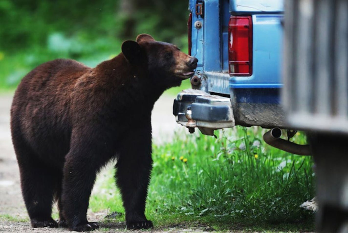 The drought's impact on their food sources could mean more nuisance activity from the state's bear population.