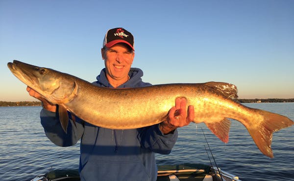 Mark Schneider of Maplewood caught this 46-inch muskie while guided by his son, Dominic.