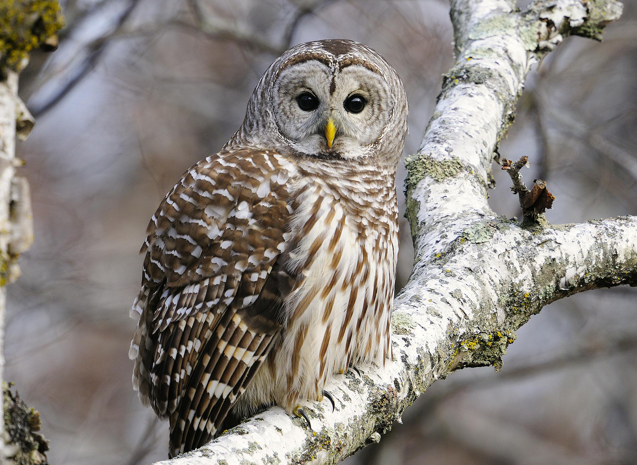 The barred owl is a full-time resident of Minnesota. Its dark eyes help distinguish it from other owl species.