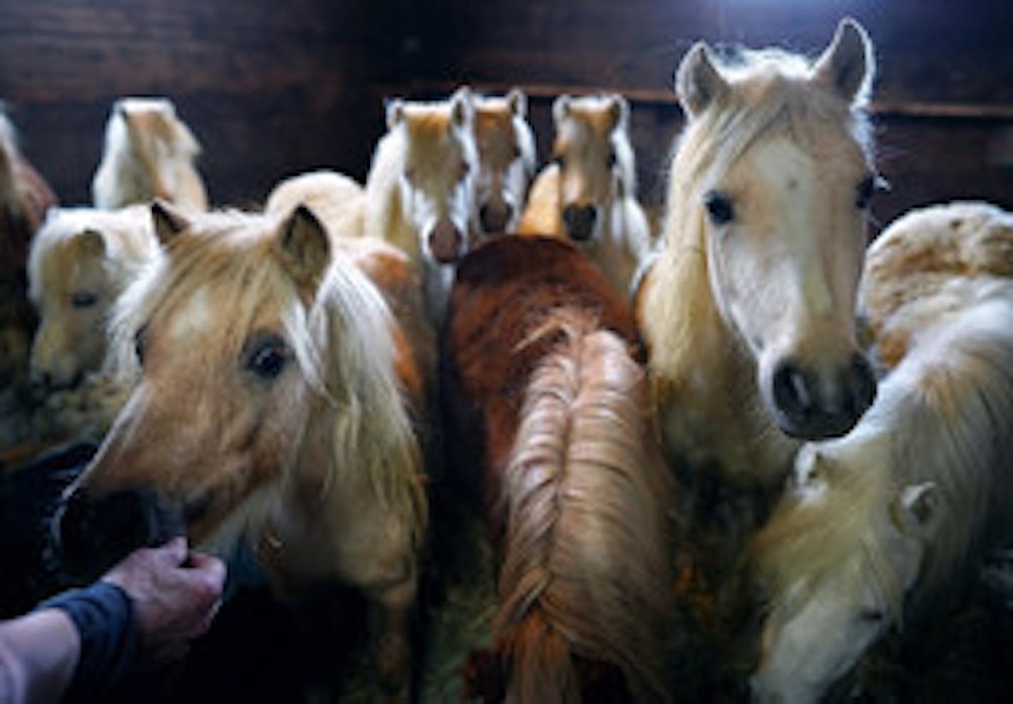 The 72 miniature ponies on Shirley Kittleson's farm are now 78, as six foals have arrived. Kittleson has cared for the rescued herd for two years and says she's owed nearly $1.5 million.