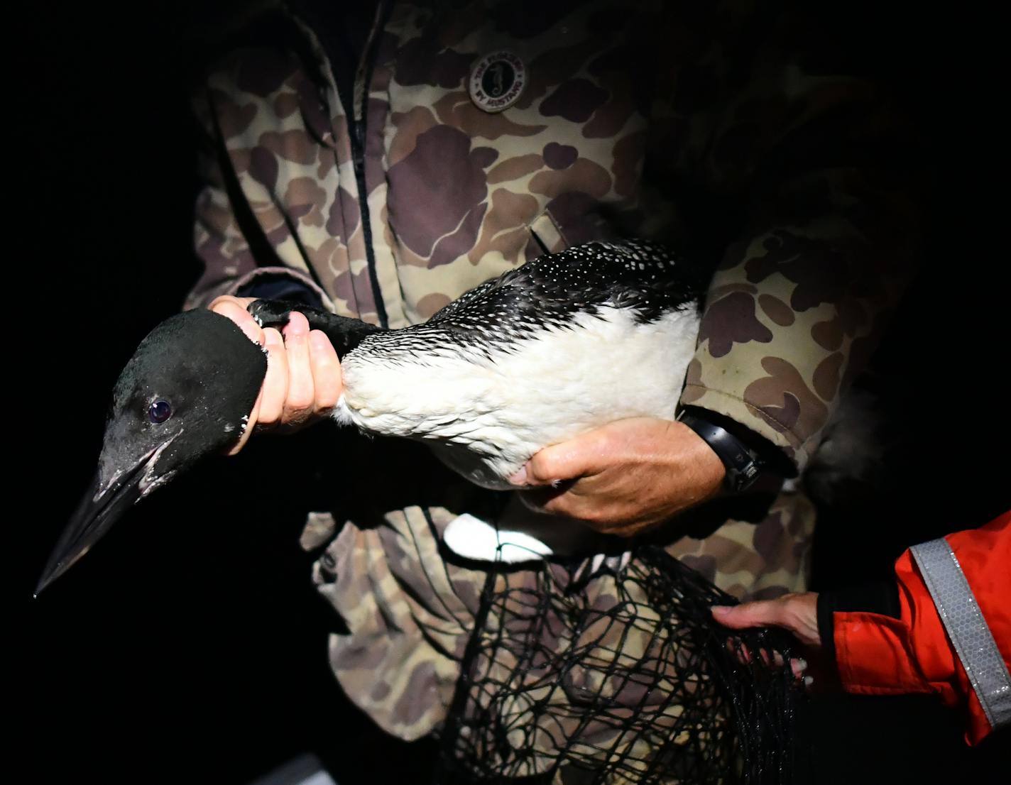 Wildlife researcher Kevin Kenow of the U.S. Geological Survey gripped a recently captured loon with an assist from Lori Naumann of the state DNR.