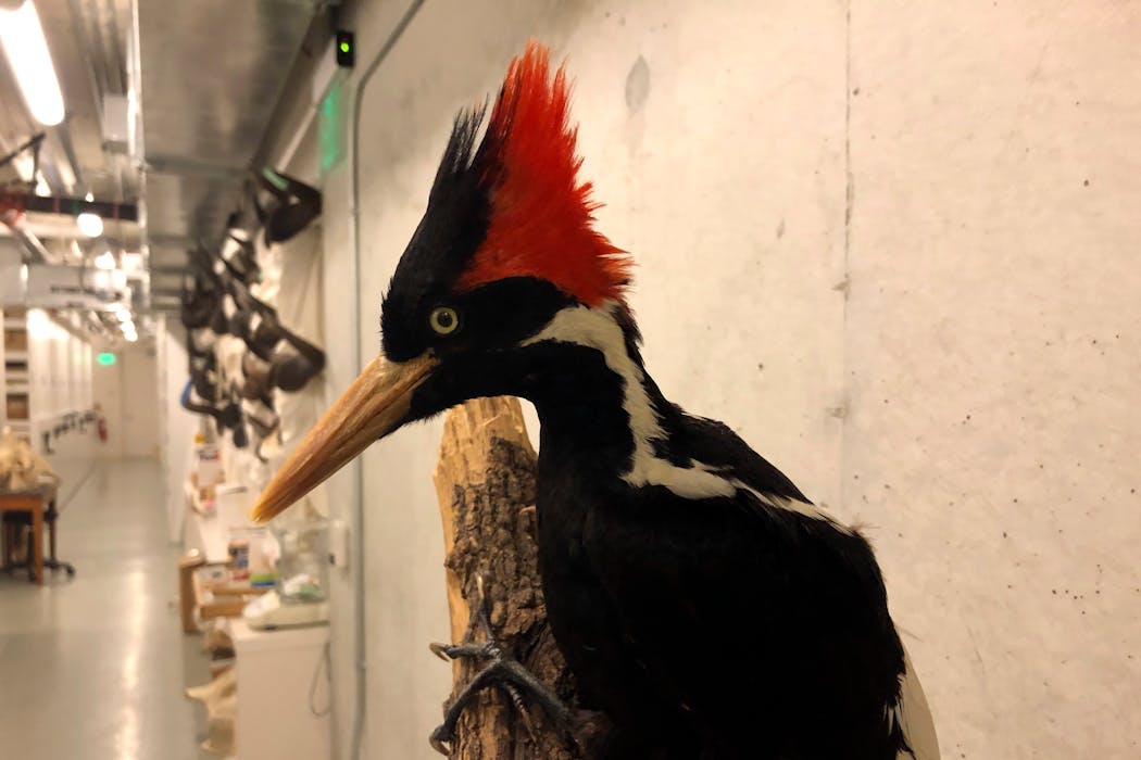 An ivory-billed woodpecker specimen on display at the California Academy of Sciences in San Francisco in 2021.