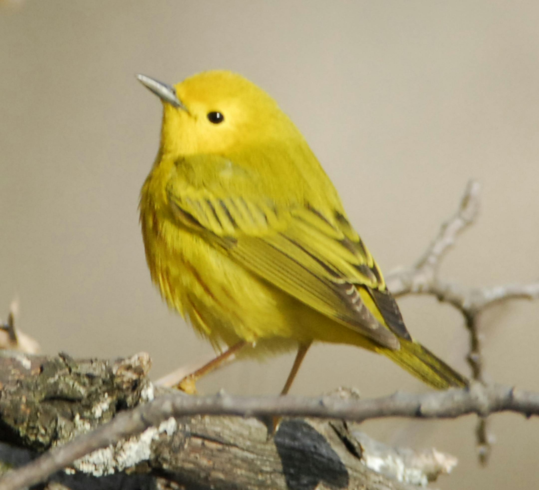 Yellow warblers are common nesters the metro area. Look for them near water, in second-growth trees and shrubby areas. Photo by Jim Williams