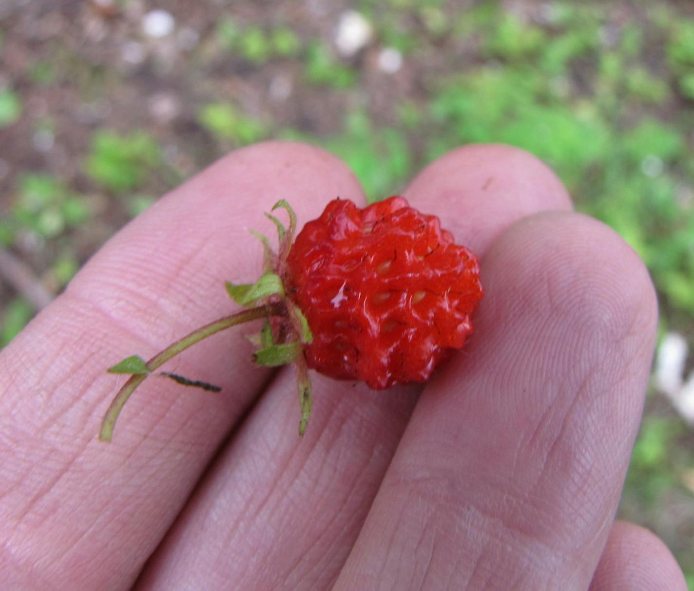 Tiny and petite, wild strawberries can be tricky to spot, but tasty to find.