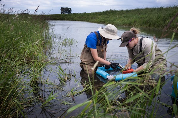 Intern Emma Gibbons and biologist Jenna Bloomfield check out the fish collected in a seine net from an oxbow in Luverne on Wednesday. Oxbows, small po