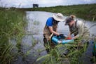 Intern Emma Gibbons and biologist Jenna Bloomfield check out the fish collected in a seine net from an oxbow in Luverne, Minn.