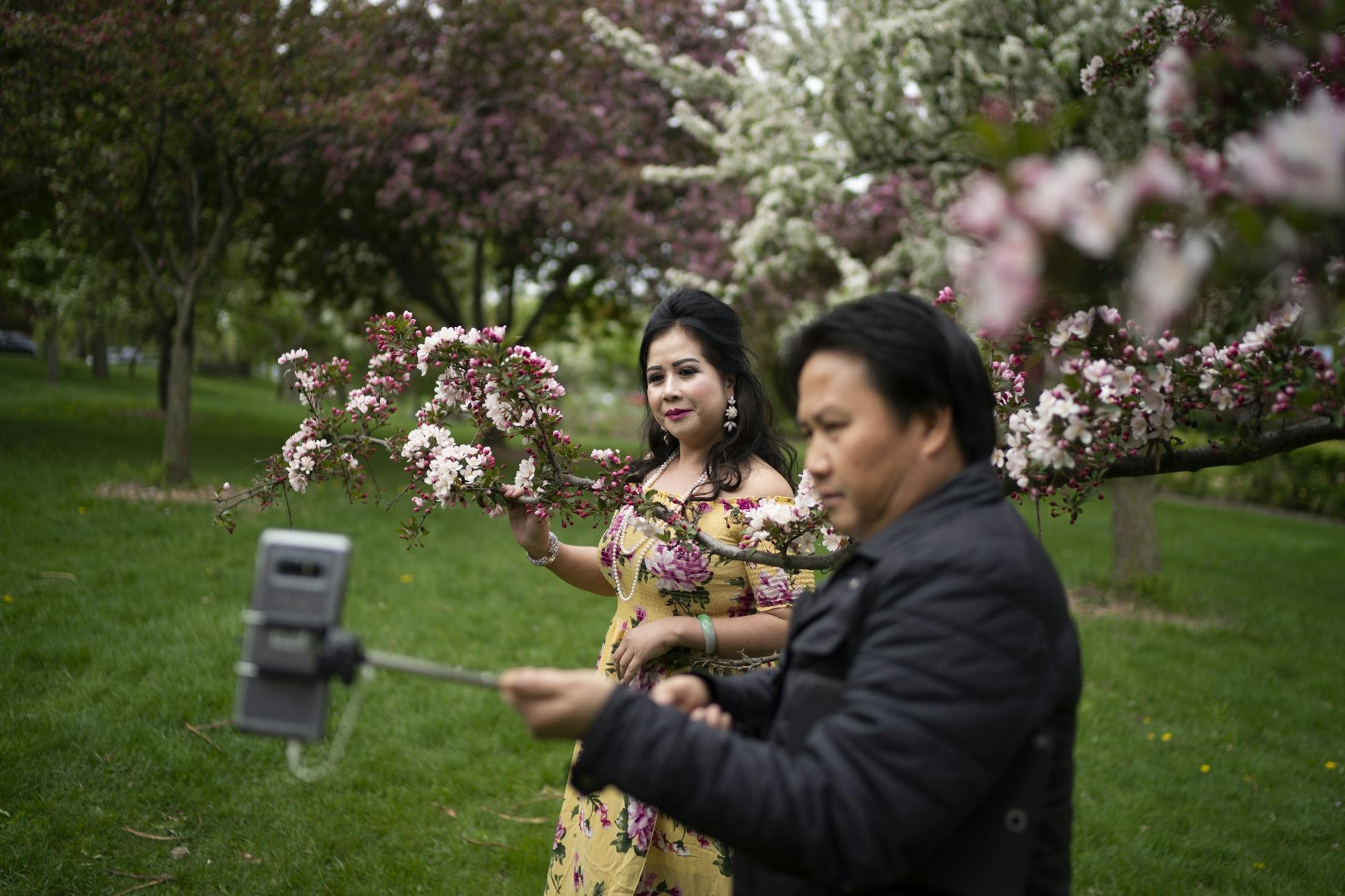 Yee Moua took a picture of his wife Va Vang with the cherry blossoms at Lake Harriet in Minneapolis, Minn., on Tuesday, May 21, 2019. The couple takes photos every spring at the same spot.