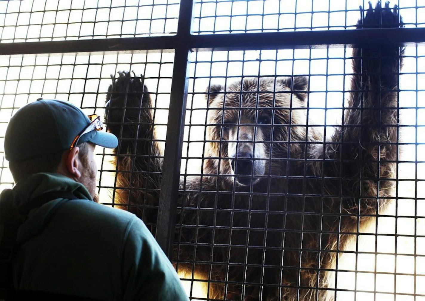 FILE -- Minnesota Zoo keeper Ben Sutton does training with Kenai, a male brown (grizzly) bear, at the zoo's Russia Grizzly's Coast exhibit Thursday, April 4, 2013, in Apple Valley.