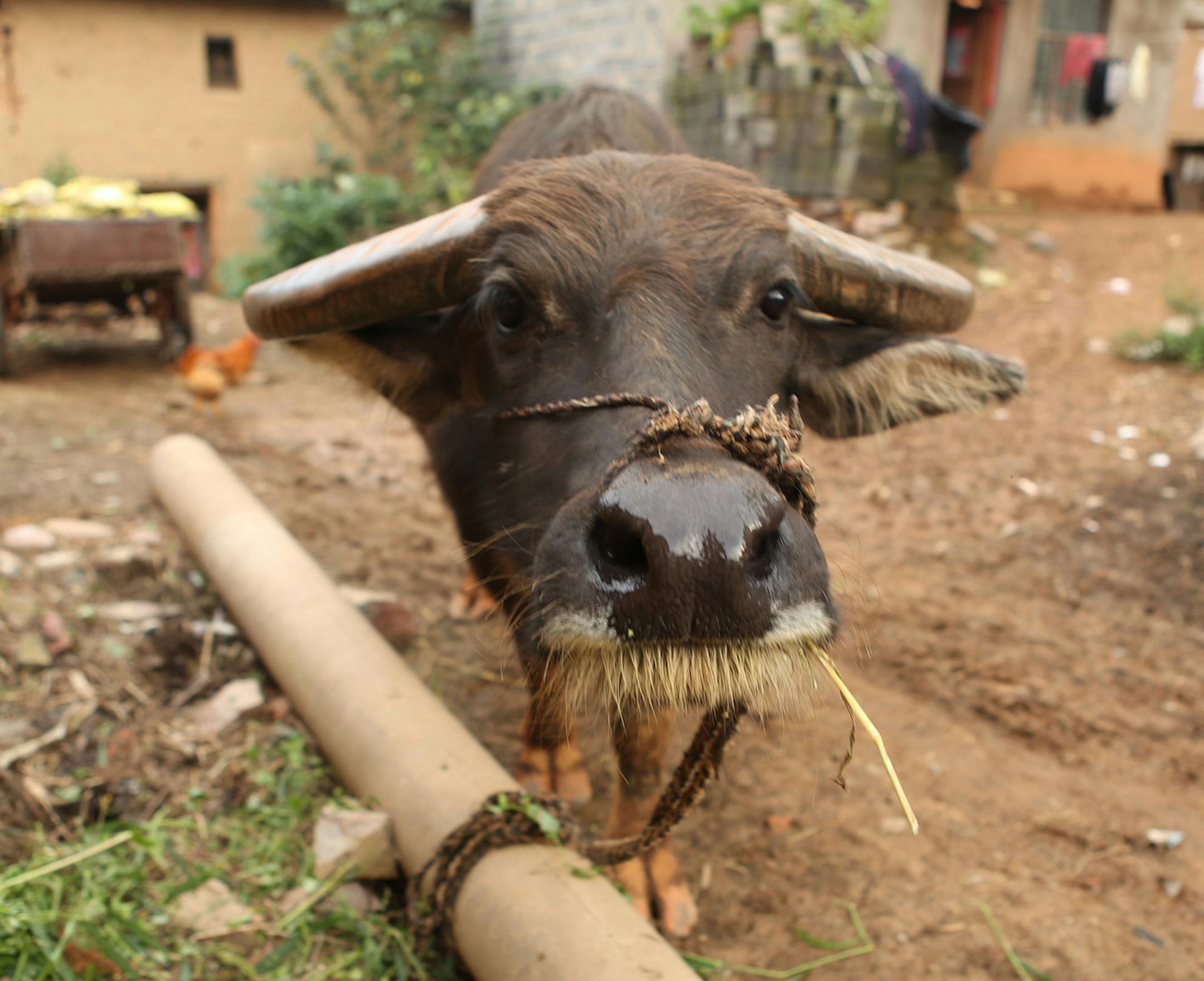 Photo by Mirra Fine, the Perennial Plate Buffalo in Dalong Jing Village, China