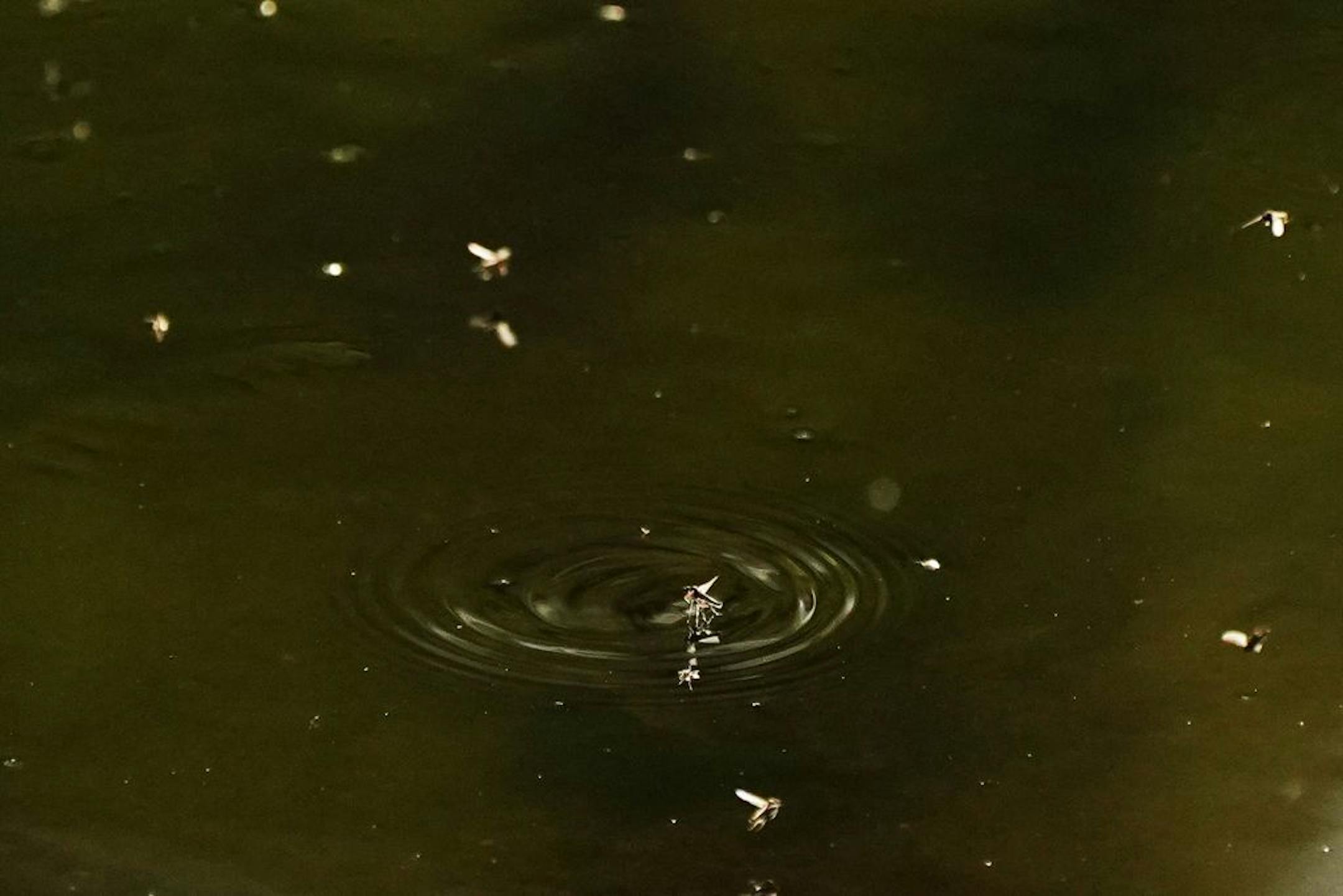 Flying insects swarmed over Plymouth Creek as people played disk golf nearby Friday evening.