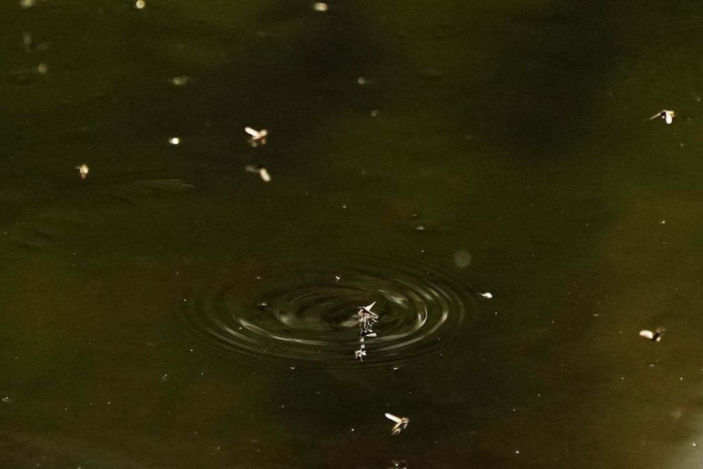 Flying insects swarmed over Plymouth Creek as people played disk golf nearby Friday evening.