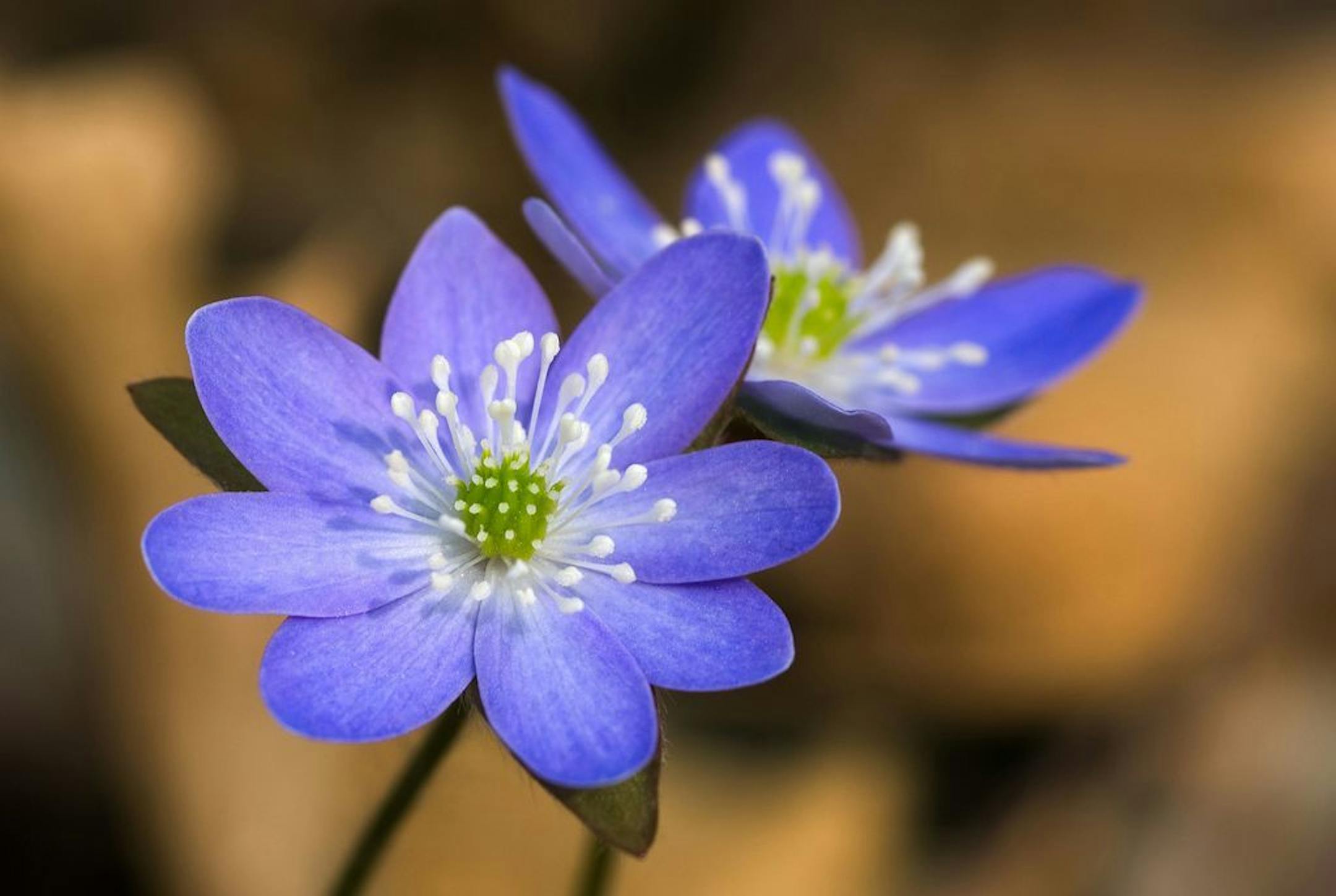 Hepatica in the wildflower garden