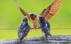 A barn swallow parent flies in at feeding time for two chicks.