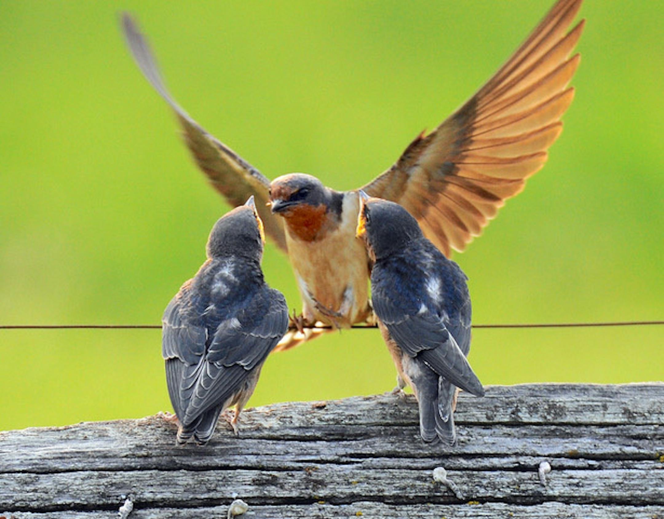 A barn swallow parent flies in at feeding time for two chicks.