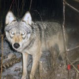 This timber wolf was caught on a trail camera near a winter kill deer.