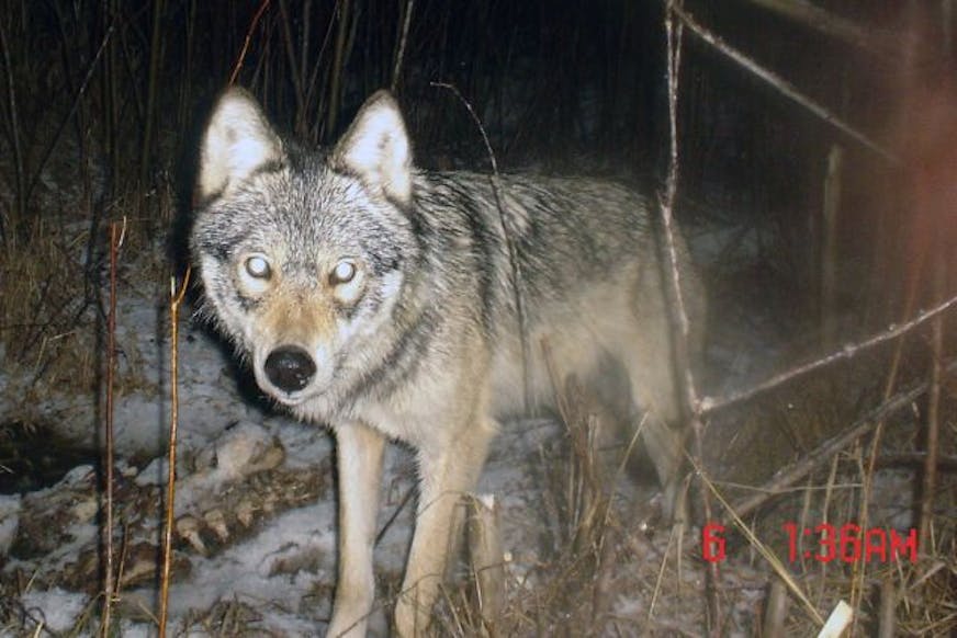 This timber wolf was caught on a trail camera near a winter kill deer.