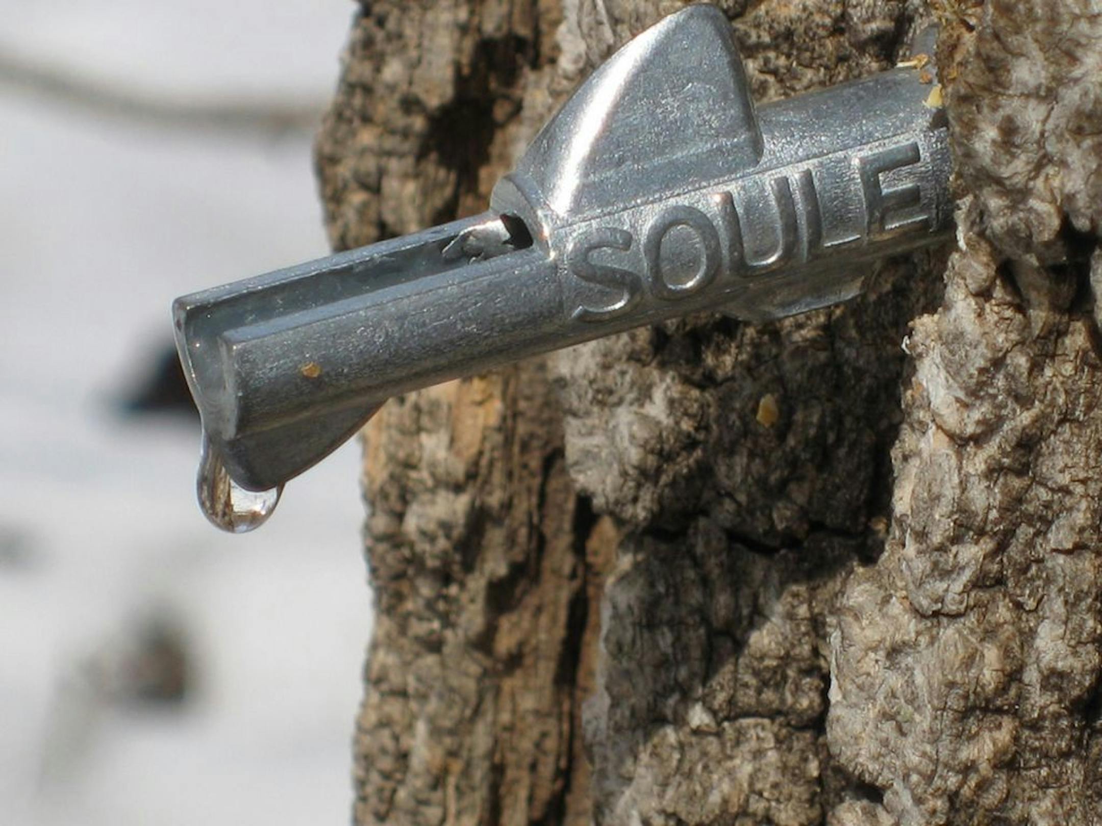 Photo courtesy of the Minnesota Maple Syrup Producers AssociationA maple tap in northern Minnesota